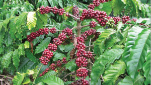 Coffee-berries
