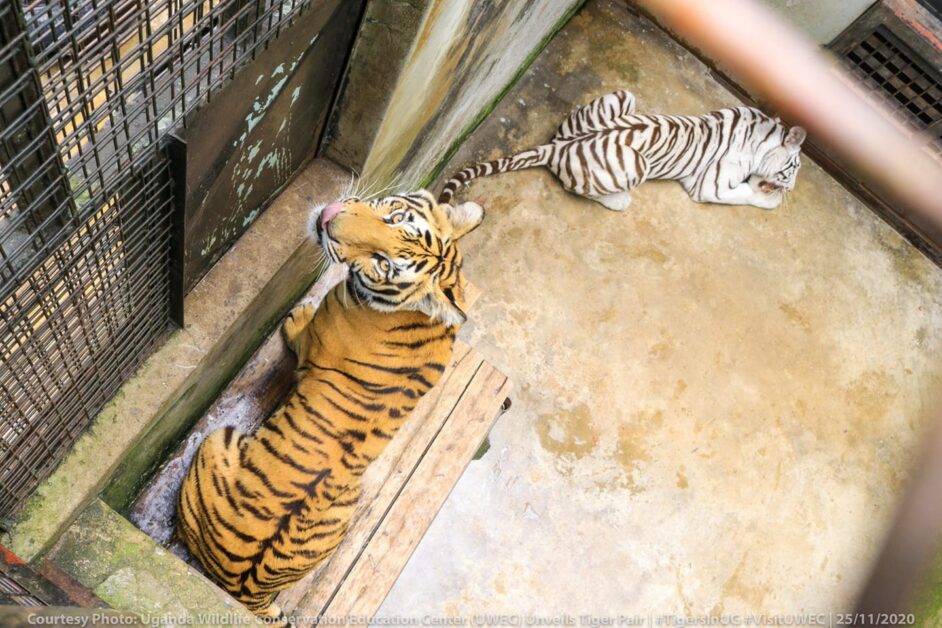 Entebbe Zoo Welcomes New Pair of Tigers After 50 Years – CEO East Africa