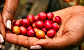 In July, Uganda shipped nearly a million bags, but the oversupply of beans dragged down the average price per kilogramme. However, by September, the picture had flipped. A spell of dry weather in Brazil threatened global supplies, and a stronger Brazilian currency discouraged farmers there from selling.