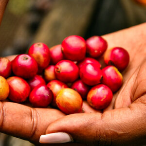 In July, Uganda shipped nearly a million bags, but the oversupply of beans dragged down the average price per kilogramme. However, by September, the picture had flipped. A spell of dry weather in Brazil threatened global supplies, and a stronger Brazilian currency discouraged farmers there from selling.