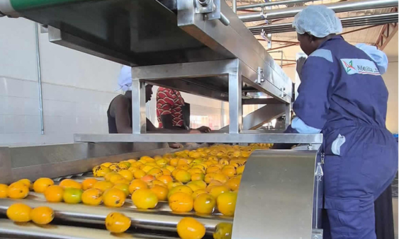 Uganda’s fruit shouldn’t rot in gardens. Nilezilla’s Yumbe processing plant shows how serious investment in value addition can cut post-harvest losses, create rural jobs, and turn agricultural potential into real incomes for farmers and communities.