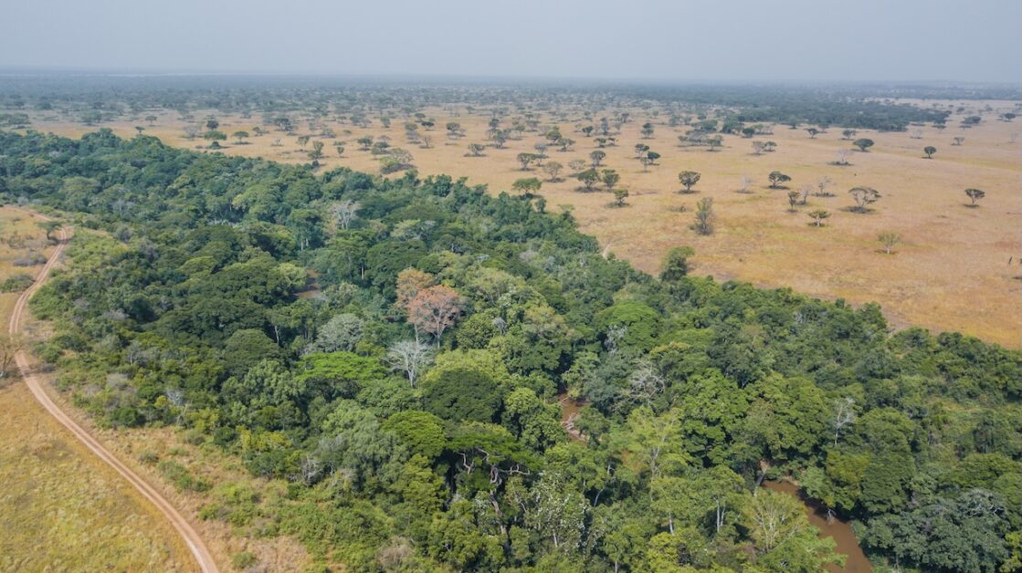 Kyambura Gorge, a dramatic forested chasm carved through the savannah plains of Queen Elizabeth National Park, lies within reach of Kalinzu Eco Forest Lodge. Often described as the “Valley of Apes,” this lush riverine gorge shelters chimpanzees and other primates — a striking contrast where dense rainforest cuts through golden grasslands, adding yet another dimension to Western Uganda’s extraordinary biodiversity.
